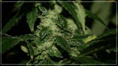 FLO +55 DEEDEE#5 BUD A