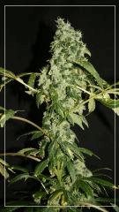 FLO +63 DEDEE#5 BUD