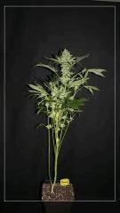 FLO +45 TANGIE Vue face