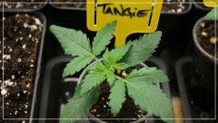 CRO +7 Tangie