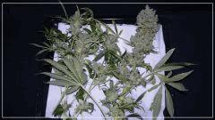 FLO +77 Tangie AVANT MANUCURE