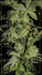 FLO +45 TANGIE sous apex