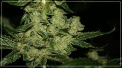 FLO +55 TANGIE BUD A