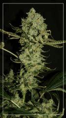 FLO +55 TANGIE APEX