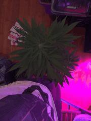 IMG 0501