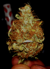 Bubba kush <3