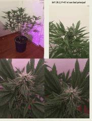 F47A1