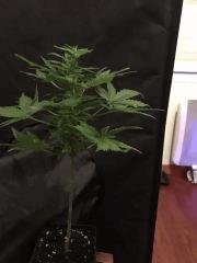 IMG 0660