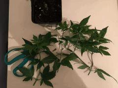 IMG 0549