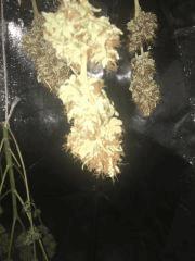 Bubba kush