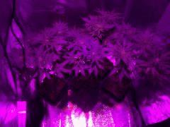 OnebudB