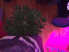IMG 0516a