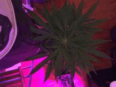 IMG 0525