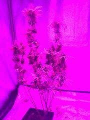 Northern Lights