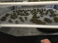 IMG 1678