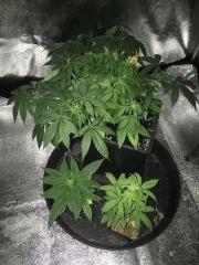 Northern Lights