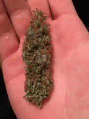 Chupacabra