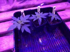 Sweet Love, Chupacabra, Bubba Kush