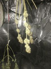 Bubba kush