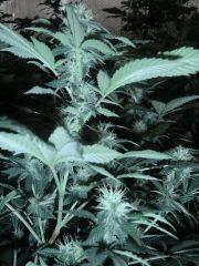 2) white widow