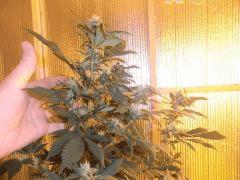 La white widow