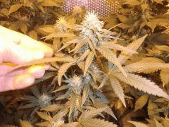 12) Bud De critical