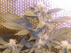 La white widow