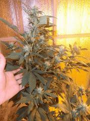 la white widow
