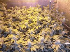 3  Les ptites Whites façon SOG