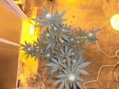La critical bilbo de dessu