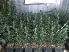 1) Les 42 petites whites widow Pot 4.5l 400whps