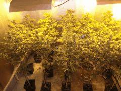 9) La critical Se La pette dans Son nouveau Pot