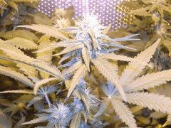 La critical bilbo