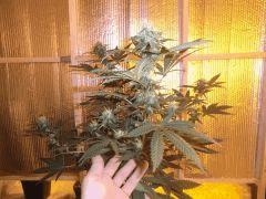 La critical bilbo de coté