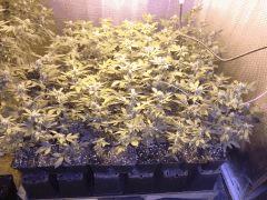 presque du one bud