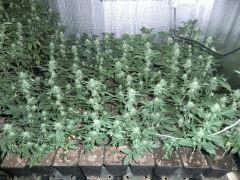 A) Les 42 whites widow façon SOG