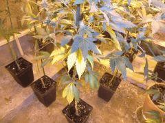 5  Les feuilles Qui jaunissent