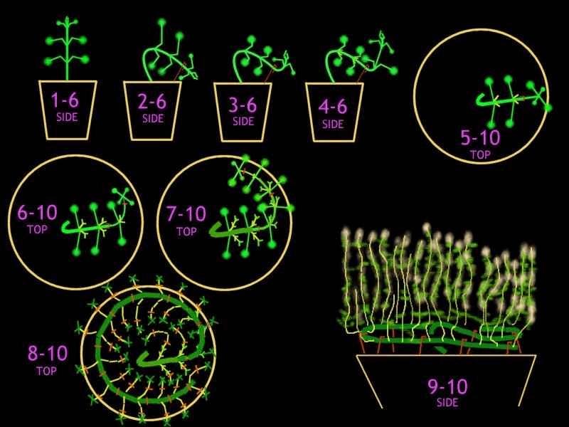Palissage circulaire - futur projet - Galerie des Utilisateurs - CannaWeed