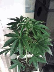 OG Kush F+4