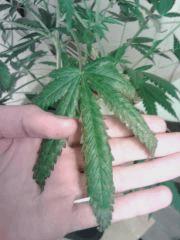 Triple Cheese #4
