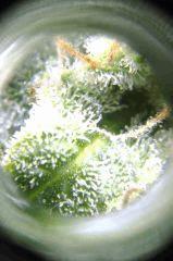 Bubble Gum #2