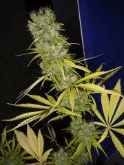 TheStones - Mr Nice seedbank