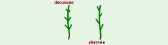 Phyllotaxie décussée/alternée