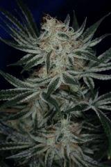 jack The ripper 2163 1