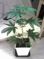 OG Kush