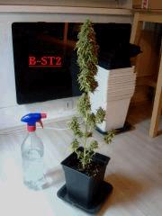 Bouture The Stones 2   F 71