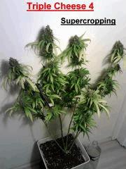 Triple Cheese 4 (2)