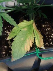 Cheese #4 - Tâches rouilles + chlorose par endroit entre les nervures sur les veilles feuilles à 3 pales. Eau dure (PH8) -> Trop de Ca, carence Mg ?