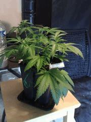 Cheese #4