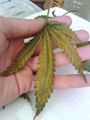 Feuilles Cheese #4